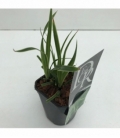 Carex
