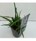 Carex
