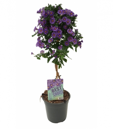 Solanum