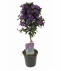 Solanum