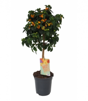 Lantana