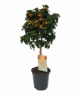 Lantana