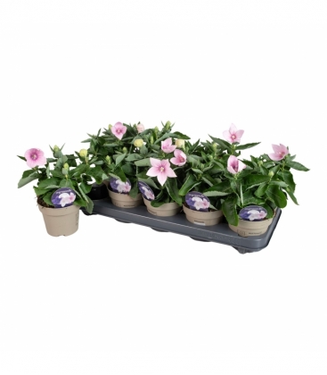 Platycodon