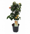 Lantana