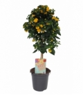 Lantana