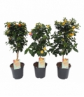 Lantana
