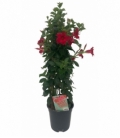 Mandevilla