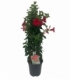 Mandevilla