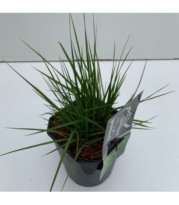 Molinia