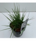 Molinia
