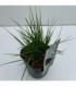 Molinia