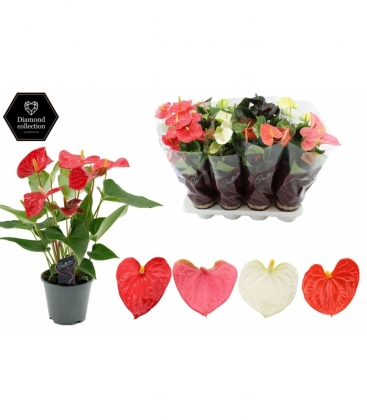 Anthurium
