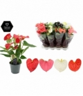 Anthurium