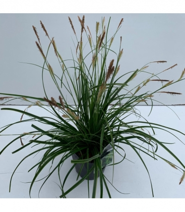 Carex