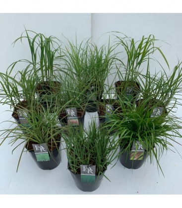 Grasses