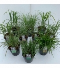 Grasses