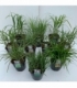 Grasses