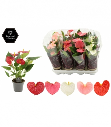 Anthurium