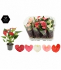 Anthurium