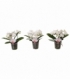 Phalaenopsis