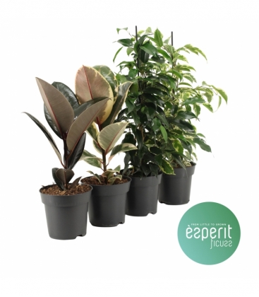 Ficus