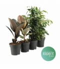 Ficus
