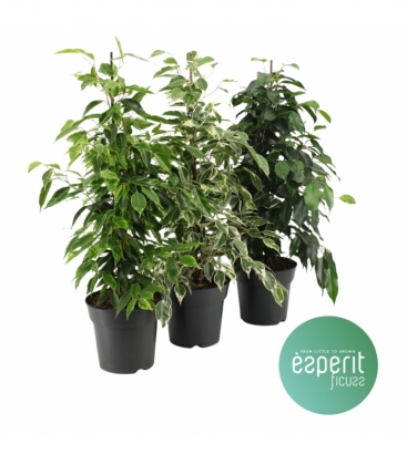 Ficus