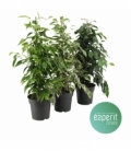 Ficus