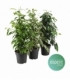 Ficus
