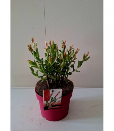 Salix