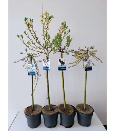 Salix