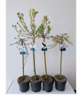 Salix
