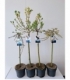 Salix