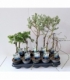 Salix