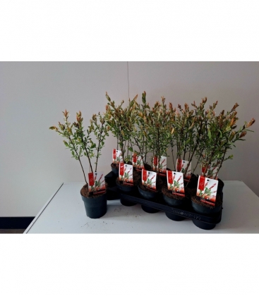 Salix