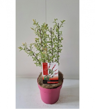 Salix