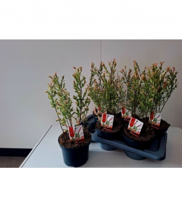 Salix
