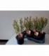 Salix