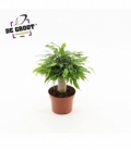 Ficus