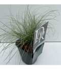 Carex