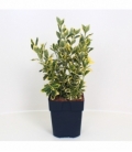 Euonymus