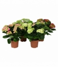 Hydrangea