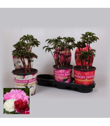 Paeonia