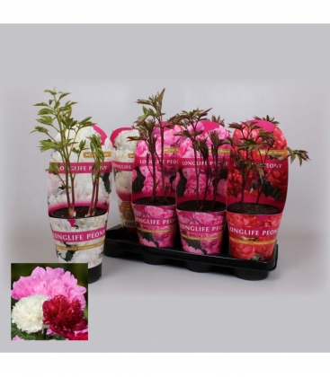 Paeonia