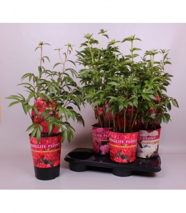 Paeonia