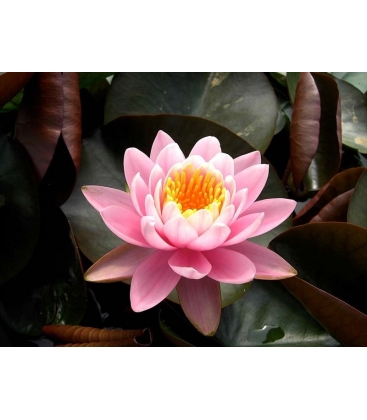 Nymphaea