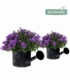 Campanula