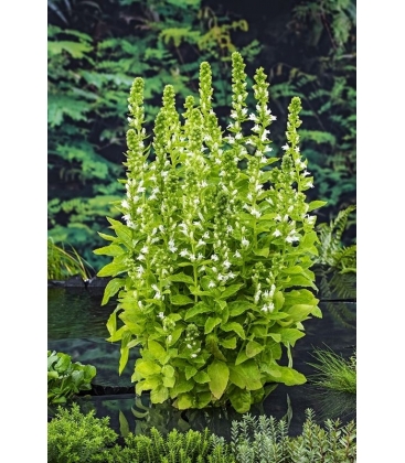Lobelia
