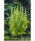 Lobelia