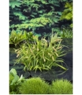 Carex
